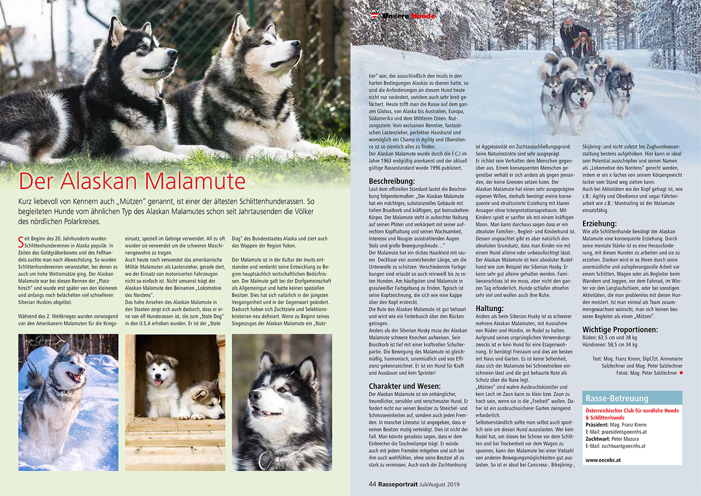 rasseportrait malamute bericht